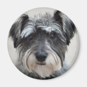 Schnauzer Hund Magnet