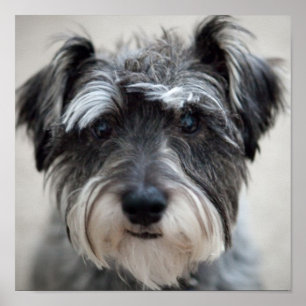 Schnauzer-Hund Poster Skriv ut