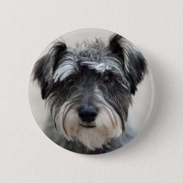 Schnauzer Hund Round Pin Knapp (Framsida)