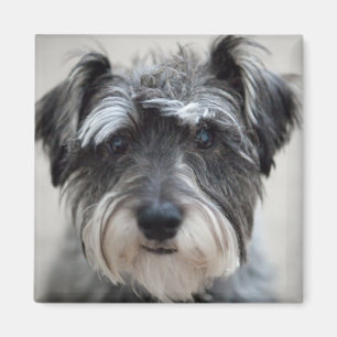 Schnauzer Hund Square Magnet