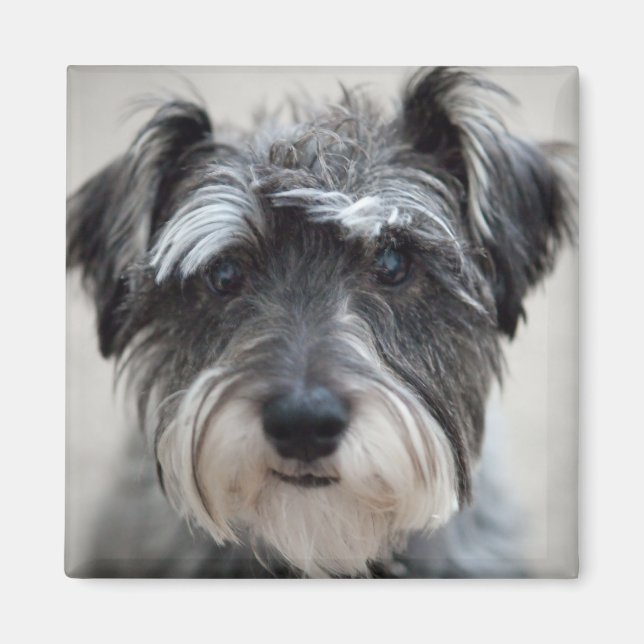 Schnauzer Hund Square Magnet (Framsidan)