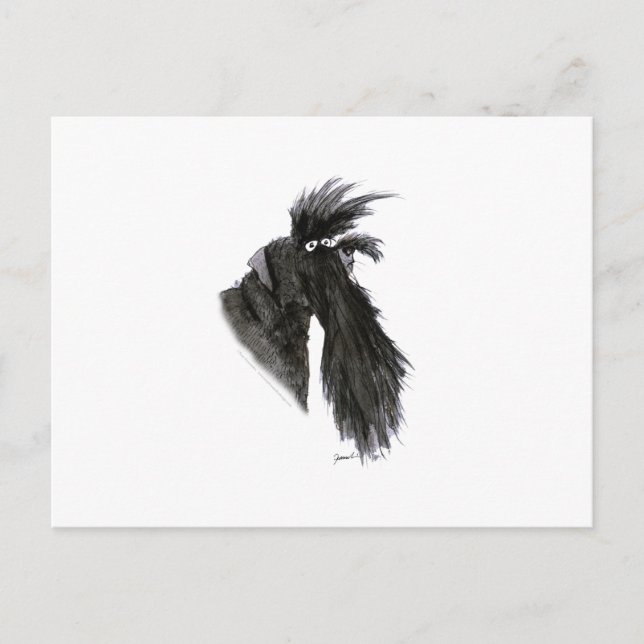 Schnauzer hund, tony fernandes vykort (Framsida)