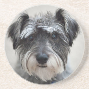 Schnauzer Hund Underlägg Sandsten