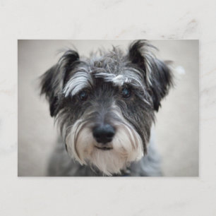 Schnauzer Hund vykort