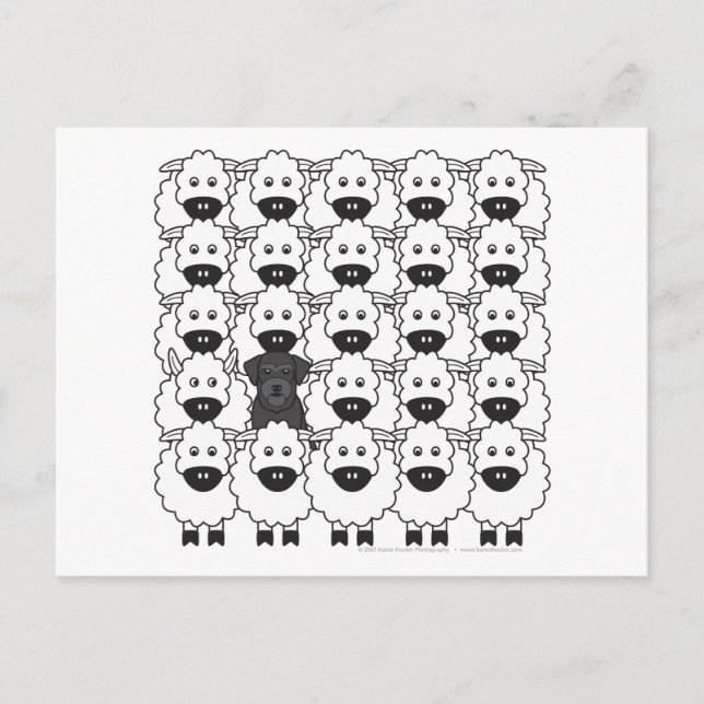 Schnauzer i får vykort (Framsida)