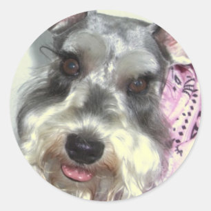 Schnauzer KÄRLEK Runt Klistermärke