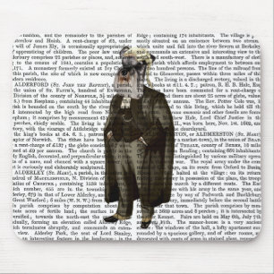 Schnauzer Lawyer Musmatta