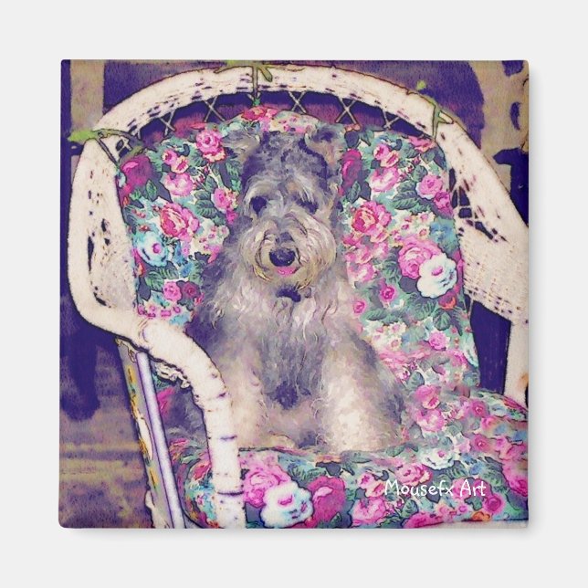 Schnauzer Magnet (Framsidan)