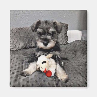 Schnauzer-magnet magnet