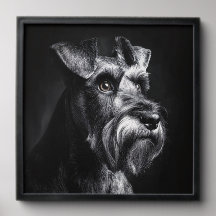 Schnauzer Monokrom Porträtt