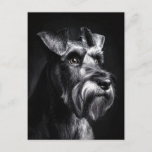 Schnauzer Monokrom Porträtt