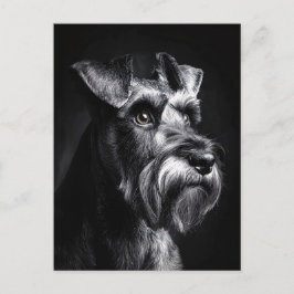 Schnauzer Monokrom Porträtt Vykort