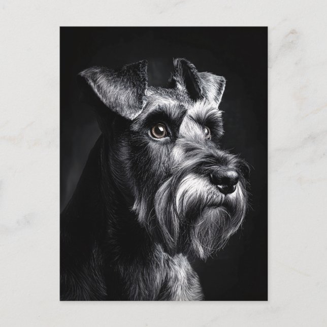 Schnauzer Monokrom Porträtt Vykort (Framsida)