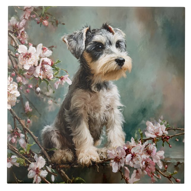 Schnauzer Puppy Among Spring Cherry Blossoms Kakelplatta (Framsidan)