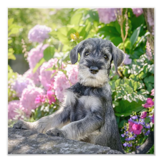 Schnauzer Puppy i Blommar Garden - Fototryck (Framsidan)