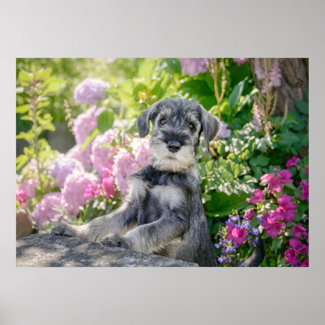 Schnauzer Puppy i Blommar Garden Poster (Framsidan)