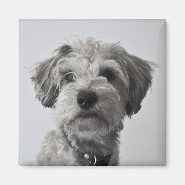 Schnauzer Puppy Porträtt Photo Magnet (Framsidan)
