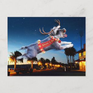 Schnauzer Reindeer julkort - Benicia Vykort