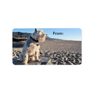 Schnauzer - TinTin Adressetikett