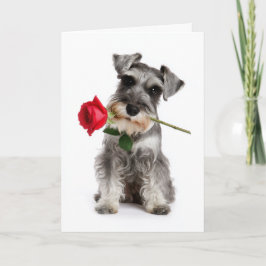 Schnauzer Valentine – Trogen kärlek med en ros Kort