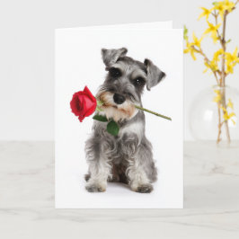 Schnauzer Valentine – Trogen kärlek med en ros Kort