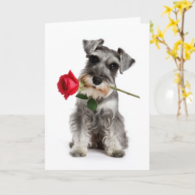 Schnauzer Valentine – Trogen kärlek med en ros Kort (Gul blomma)