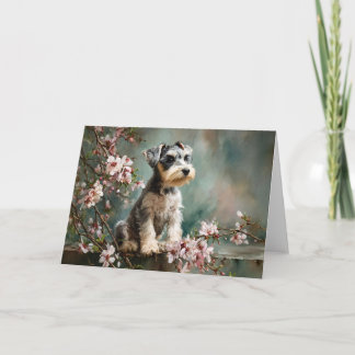Schnauzer-valp bland vårens körsbärsblommor kort