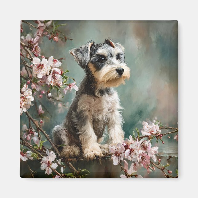 Schnauzer-valp bland vårens körsbärsblommor magnet (Framsidan)