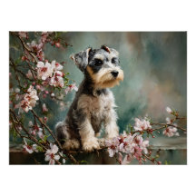 Schnauzer-valp bland vårens körsbärsblommor
