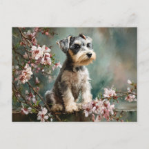 Schnauzer-valp bland vårens körsbärsblommor
