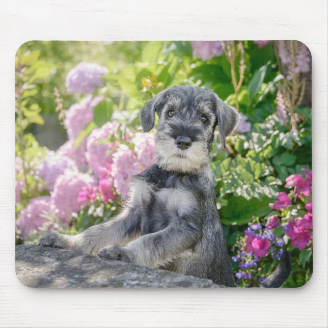 Schnauzer-valp i en blommar trädgård musmatta (Framsidan)