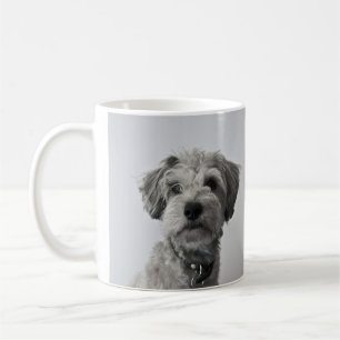 Schnauzer Valp Porträtt Foto Kaffemugg