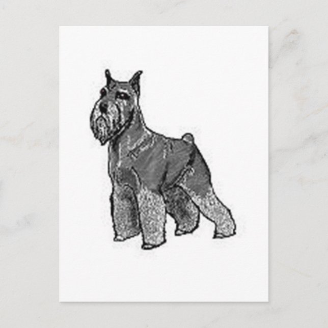 Schnauzer Vykort (Framsida)