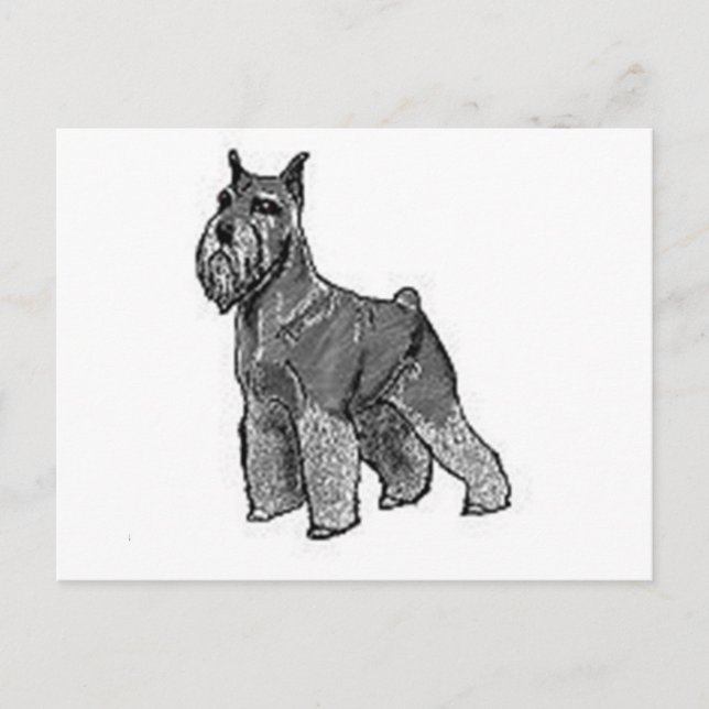 Schnauzer Vykort (Framsida)