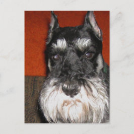 Schnauzer-vykort Vykort