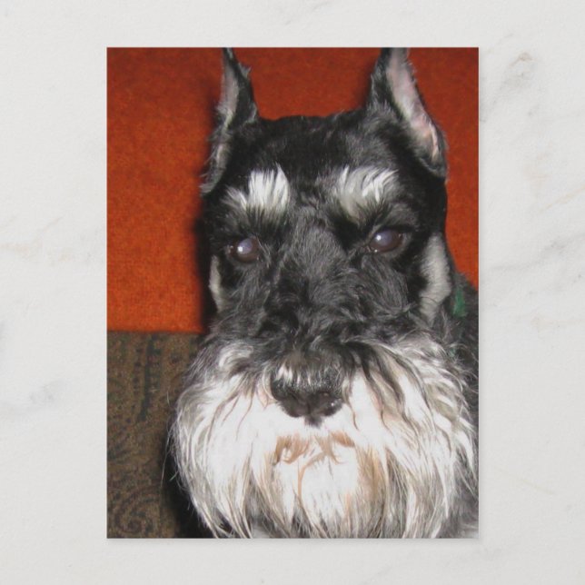 Schnauzer-vykort Vykort (Framsida)