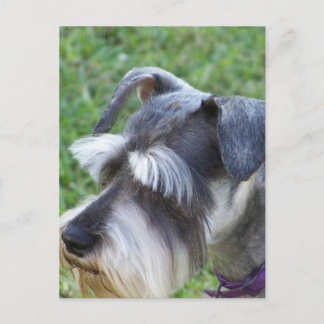 Schnauzer-vykort Vykort (Framsida)