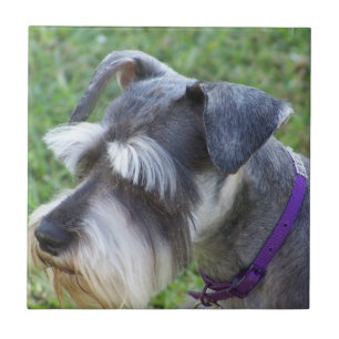 Schnauzeren belägger med tegel eller Trivet Kakelplatta