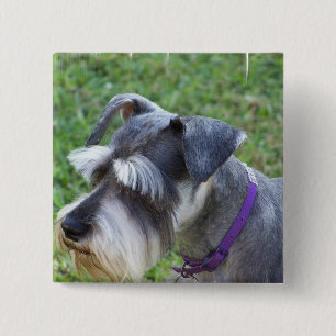 Schnauzeren klämmer fast knapp