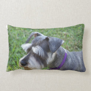 Schnauzeren kudder lumbarkudde