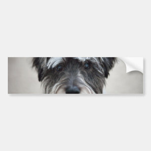 Schnauzerhundbildekal Bildekal