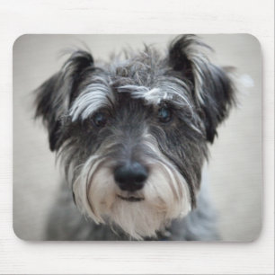 Schnauzerhundmusen vadderar musmatta