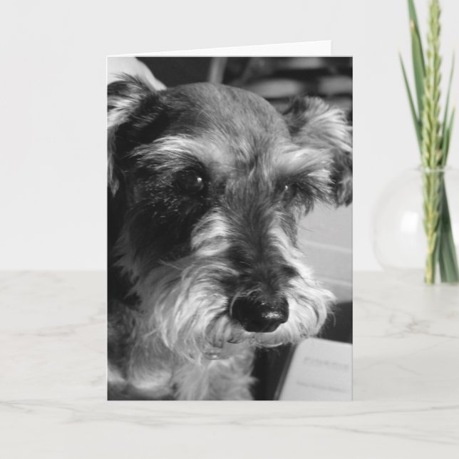 schnauzerkort kort (Framsida)