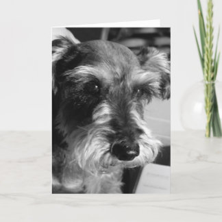 schnauzerkort kort