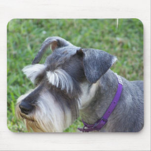 Schnauzermusen vadderar musmatta
