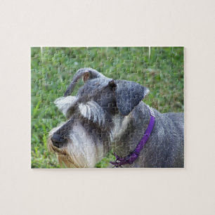 Schnauzerpussel Pussel