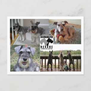 Schnauzerräddingvykort Vykort