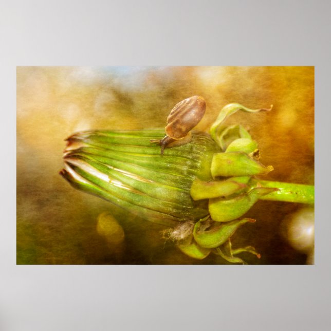 Schnecke auf Löwenzahn Poster (Framsidan)