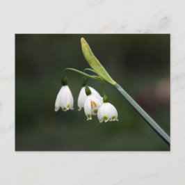 Schneeglöckchen läket det Frühling ein Vykort
