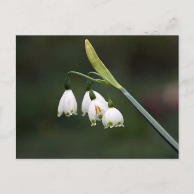 Schneeglöckchen läket det Frühling ein Vykort (Framsida)